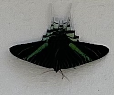 Guyanese Influencers