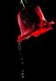 Dripping Rose